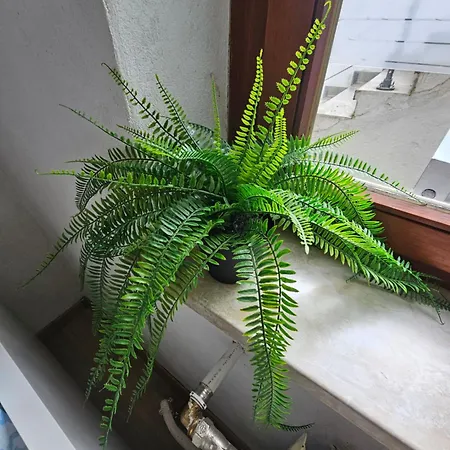 Urban Homestay